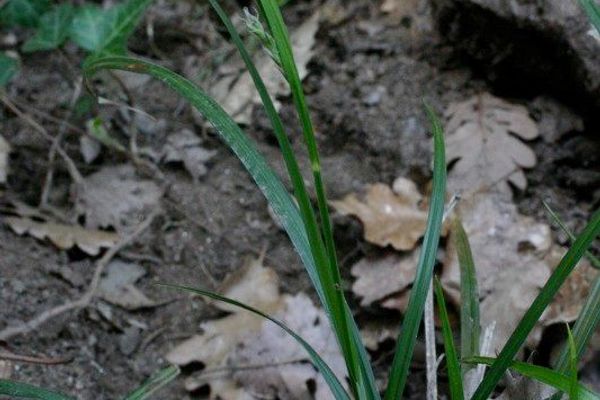 Carex olbiensis