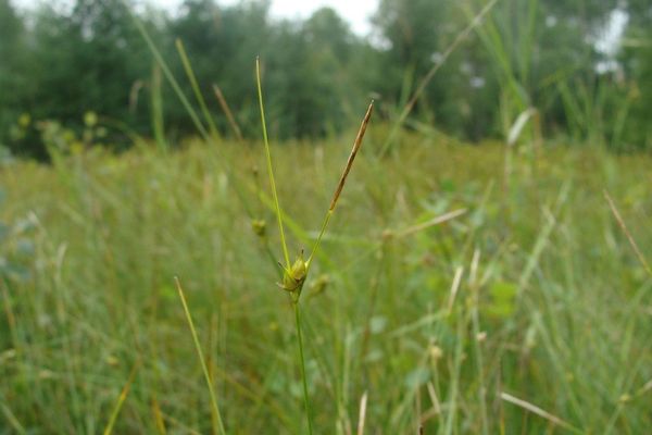 Few-seed sedge