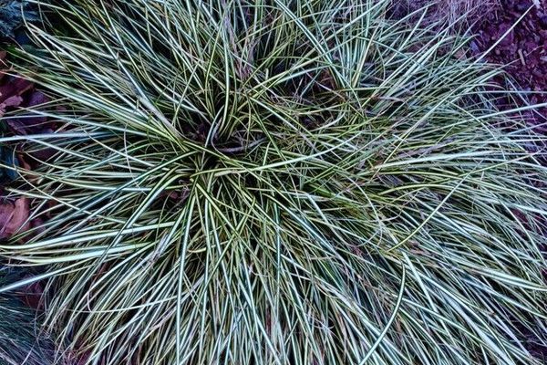 Bird-foot sedge