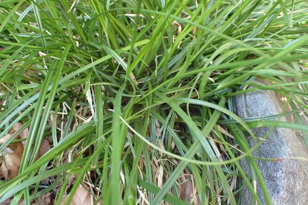 Pricky sedge