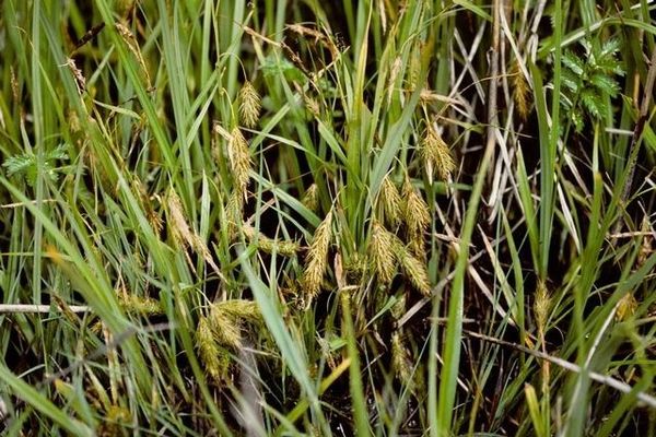 Chaffy sedge
