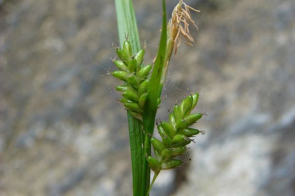 Pale sedge
