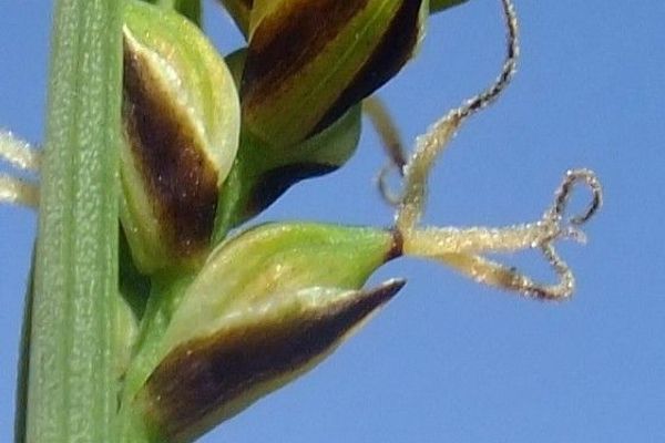 Carnat tong-grass
