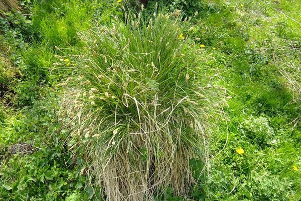 Greater tussock sedge