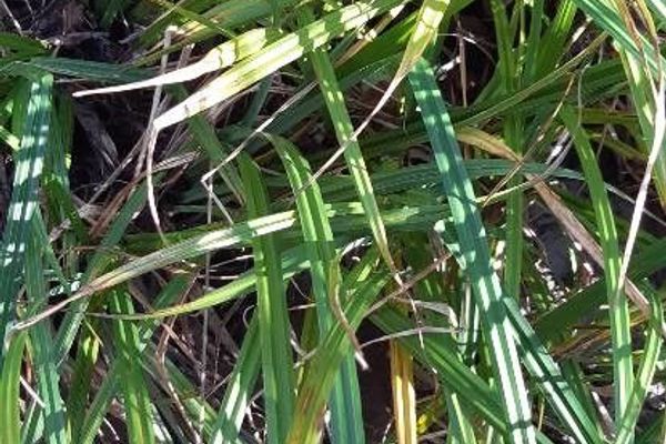 Russet sedge