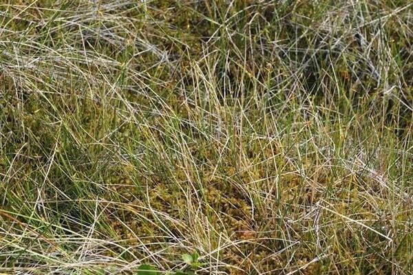 Fewflower sedge