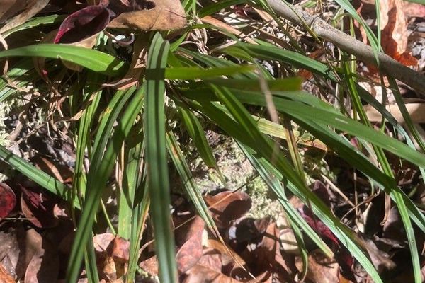 Longstalk sedge