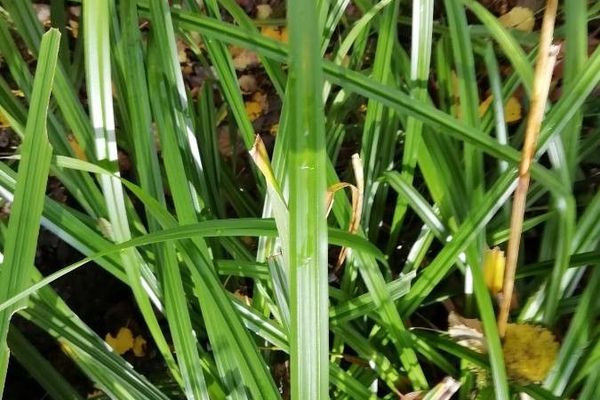 Drooping sedge