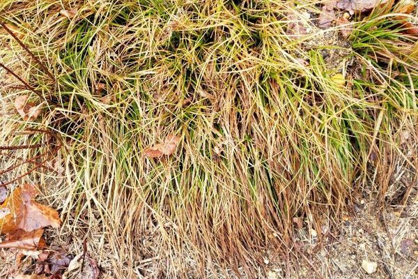 Pennsylvania sedge