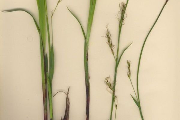 Wimper sedge