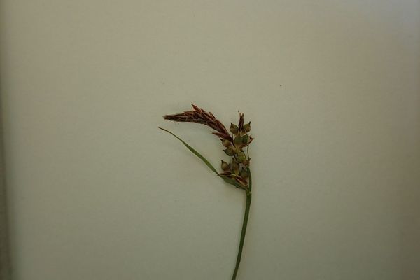 Pill sedge