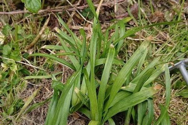 Plantainleaf sedge