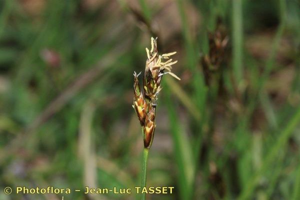 Early sedge