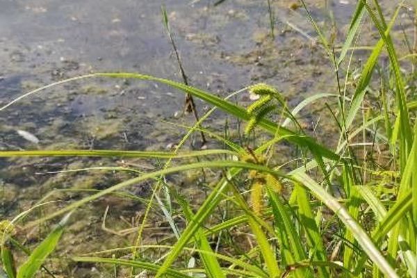 Cypress-like sedge