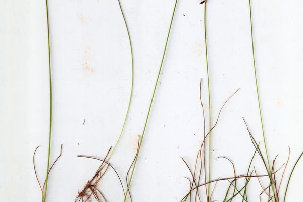 Flea sedge