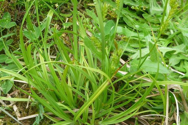 Dotted sedge