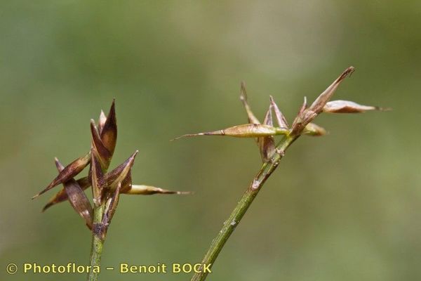 Pyrenean sedge