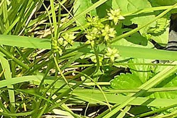 Eastern star sedge