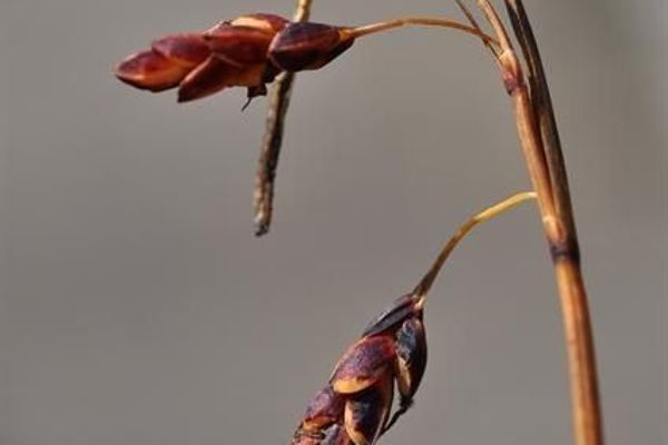 Looseflower alpine sedge