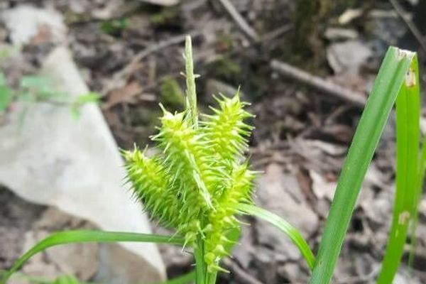 Knotsheath sedge