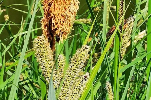 Greater pond sedge