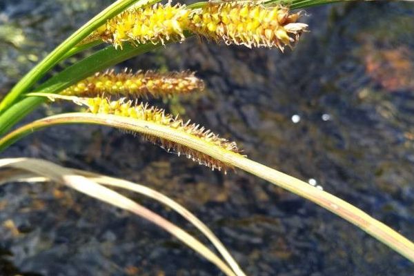 Bottle sedge