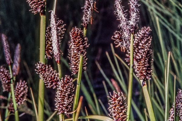 Russet sedge
