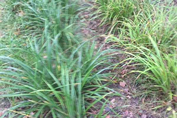 Eastern rough sedge
