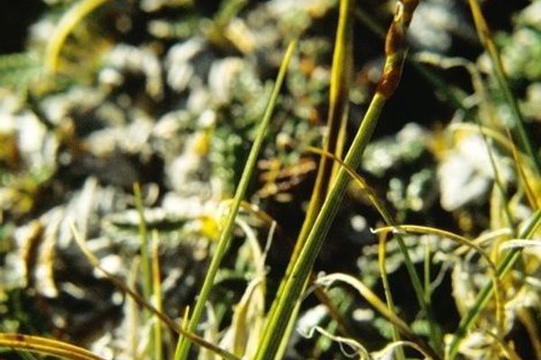 Northern singlespike sedge