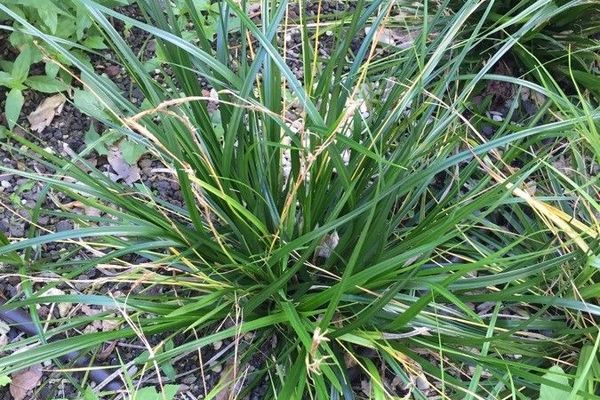 Evergreen sedge