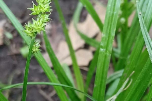 Bur-reed sedge