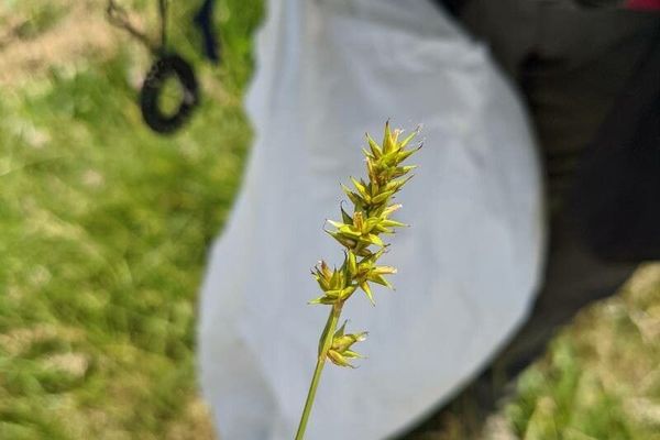Prickly sedge