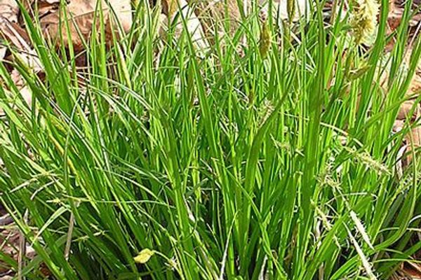 Sprengel's sedge