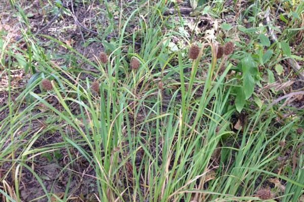 Squarrose sedge