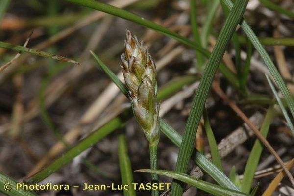 Carex stenophylla