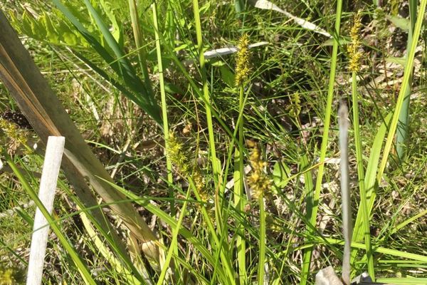 Awlfruit sedge
