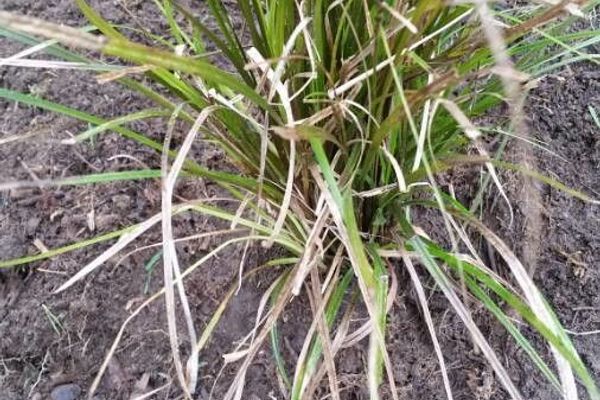 Upright sedge