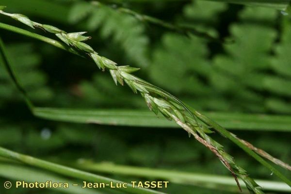 Thin-spiked wood sedge