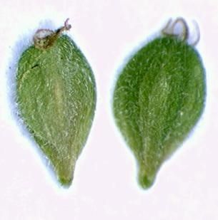 Swan's sedge