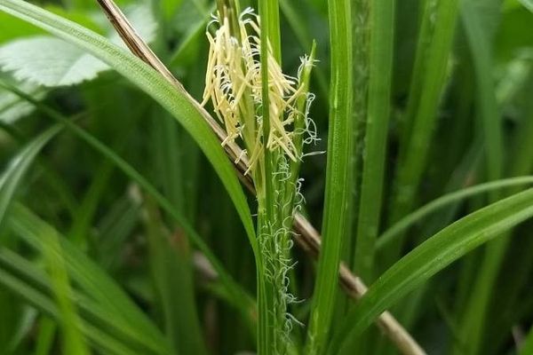 European woodland sedge