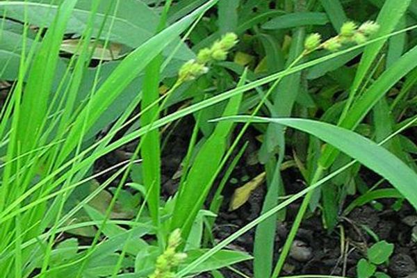 Quill sedge