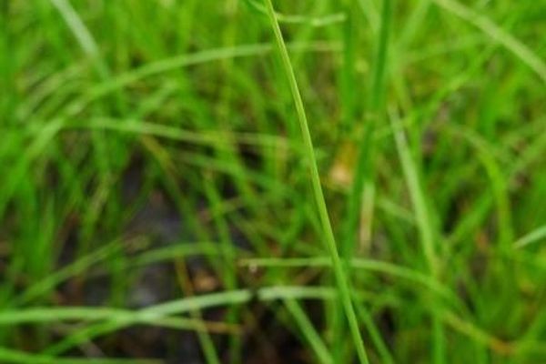 Sparseflower sedge