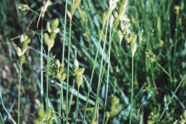 Blunt broom sedge