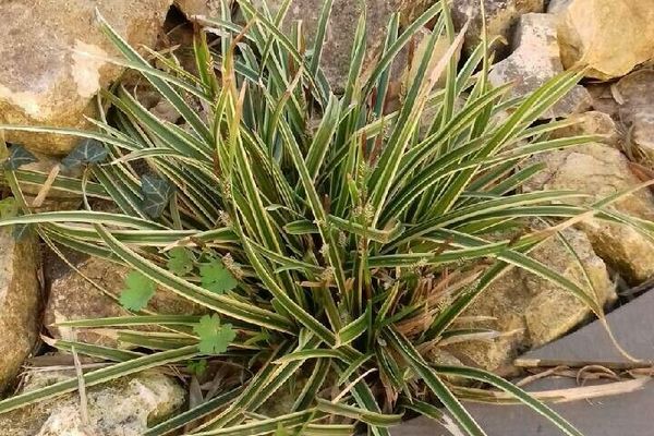 Carex umbrosa