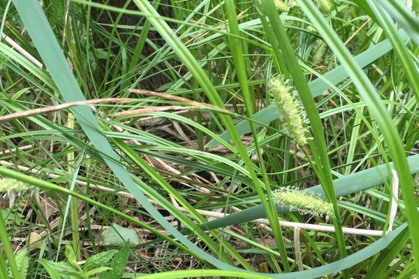 Northwest territory sedge