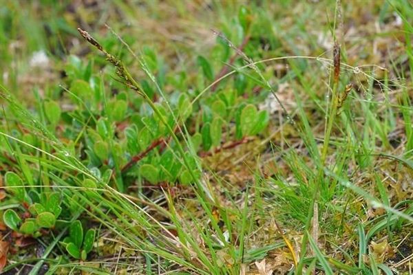 Sheathed sedge