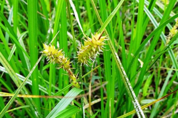 Bladder sedge