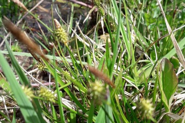 Little green sedge