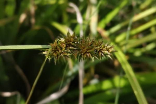 True fox sedge