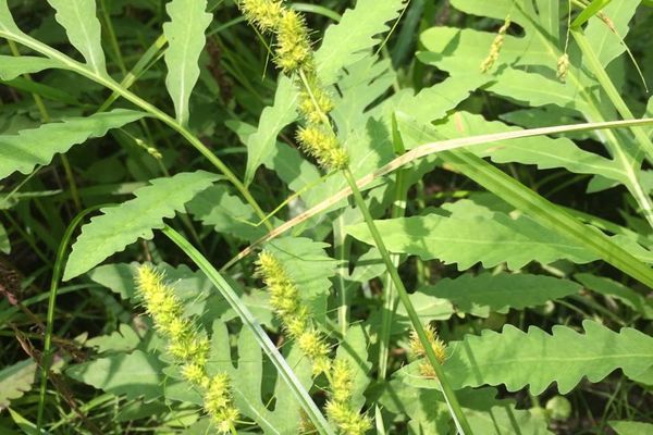 American fox sedge
